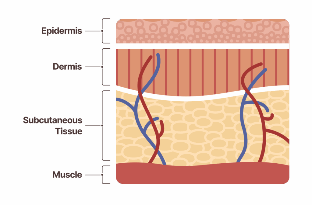 A diagram of the skin layers and internal tissues, informing how to design a skin care routine.